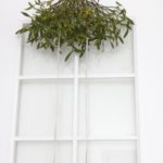 ヤドリギのスワッグ　ご自宅用　¥15,000~